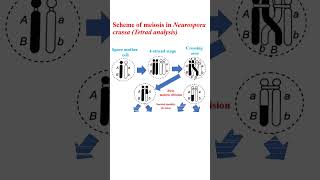 Scheme of meiosis in Neurospora crassa education microbiology cellanalysis genetics [upl. by Aivyls]