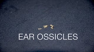 EAR OSSICLES [upl. by Arehc888]