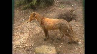 Steckbrief Natur Teil 13 Fuchs Dachs [upl. by Holtorf412]