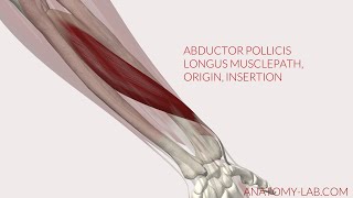 Abductor Pollicis Longus Musclepath Origin Insertion 3D Anatomy [upl. by Lyred485]