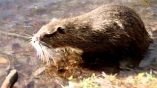 Natur Pur  Nutria gefilmt [upl. by Freudberg]