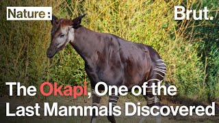 The Okapi Was One of the Last Large Mammals Discovered [upl. by Ahsenit]