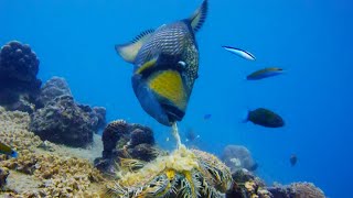 Titan Triggerfish Aggressively Defends Coral Reef  Wild Thailand  BBC Earth [upl. by Laden824]