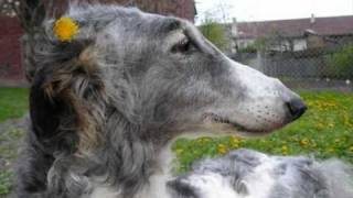 Polly a Smiling Borzoi of Bistkupstwowmv [upl. by Honora]