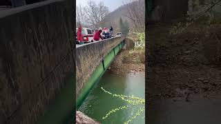 Trout stocking on Three Forks Creek from bridge [upl. by Leander]