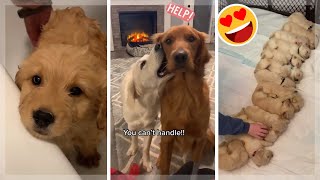 Funny Dogs of TikTok  Cutest Puppies Compilation [upl. by Vine]