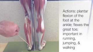 Muscles That Move the Lower Leg and the Foot [upl. by Stacey]