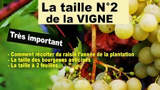 Taille N°2 de la vigne  bourgeons anticipés taille à 2 feuilles une récolte dès la 1ère année [upl. by Asenaj]