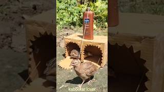 Advanced Quail Bird Trapping shorts [upl. by Jayson]