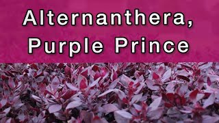 How to grow Alternanthera Purple Prince plant  Tips for Propagation and care [upl. by Judus]