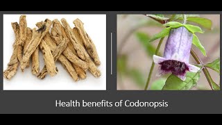 Codonopsis Benefits [upl. by Hpeseoj]