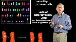 Chromosomal alterations in cancer cells  Jim Haber Brandeis [upl. by Harriette228]