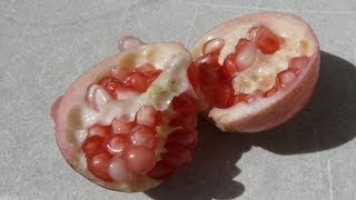 Dwarf Pomegranate Fruit  Taste Test  punica granatum nana [upl. by Keefer]