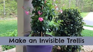 Make an Invisible Trellis for a Climbing Plant [upl. by Clarance]