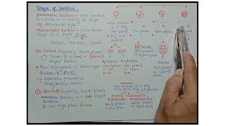 Shape Of Bacteria  Cooci And Bacilli And Spiral  Class 11 Biology [upl. by Nelra]