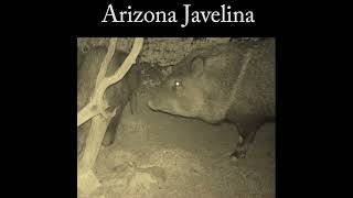 Mother and young Javelina wildlife nature javelina [upl. by Roselane580]