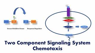 Two Component Signaling System Bacterial Chemotaxis  Signaling pathway [upl. by Maidel515]