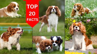 Cavalier King Charles Spaniel Dog 2024 [upl. by Eelreveb]