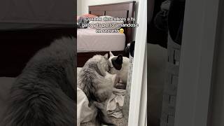 Sus caritas cuando se dan cuenta que los estaba viendo 🥺 gato perro mascotas viralvideo shorts [upl. by Alrick]