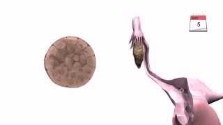 General Embryology  Detailed Animation On Implantation [upl. by Anaile]