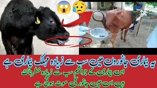 Red water disease in cowbabieases diseases in cow urine blood in cow😭😭 [upl. by Ynobe325]