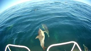 Webster Twinfisher Fishing the Continental Shelf off Batemans Bay [upl. by Idur]