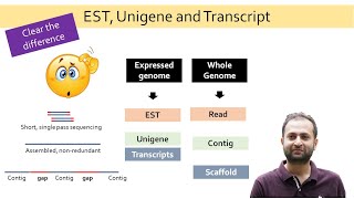 EST Unigene and Transcript What is the difference between them Reads Contigs Scaffold [upl. by Os]