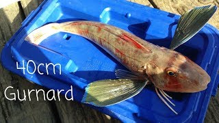 NZ Wharf Fishing In Winter  Catching Gurnard and Kahawai [upl. by Ivey704]