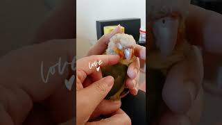 Love bird birds conure cuteanimals viralvideo [upl. by Marvella]