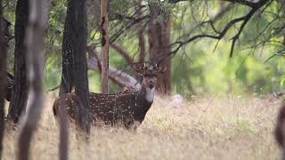 Chital Deer Spiker On Alert  Spotted Safaris [upl. by Fleeman]