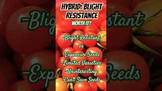 Blight Resistant Hybrid Tomatoes Worth it [upl. by Vaclav]