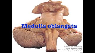 Free MBBS BDS Anatomy notes Medulla Oblongata Anatomy Shortcut [upl. by Ardeed723]