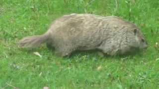 Big Fat Groundhog up close in HD [upl. by Hilarius]