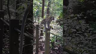 OMG A Perfect Landing of a Jumping Monkey shortvideo nature monkey primate simians iwildlife [upl. by Richia]