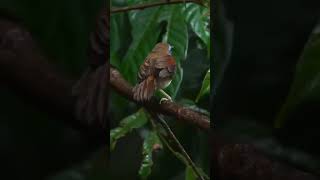 Chestnutwinged babbler Cyanoderma erythropterum [upl. by Truc689]