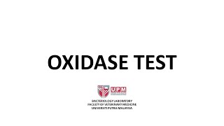 Oxidase Test Procedure [upl. by Friedberg860]