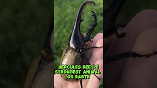 Hercules Beetle  Strongest Animal On Earth shorts [upl. by Einwahs]