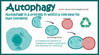 Autophagy  Introduction to Macroautophagy  Mechanism of Autophagy  fasting induce Autophagy [upl. by Nosnor798]