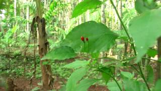 Scharfe Chilis in Indien  einfachKochen kulinarische Weltreise [upl. by Isak]