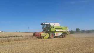 Pszenica pod kosę  Żniwa 2024 Claas dominator 88 [upl. by Hadihahs505]