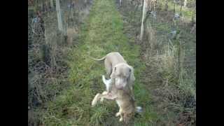 Hunting Dog Weimaraner  Training [upl. by Atled]