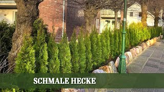 Welche Arten eignen sich für eine schmale Hecke [upl. by Aciraj]