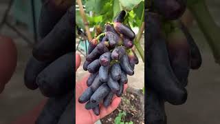 Highquality professional grape seedlings grape garden garden gardeningtips agriculture [upl. by Lareena332]