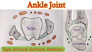 Ankle Joint 14 [upl. by Ayital471]