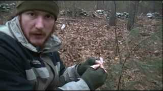 Foraging Edible Plants  Trees in Winter  Wild Food [upl. by Rhianna]