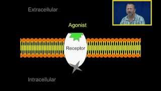 Agonist and Antagonists [upl. by Ayalahs]