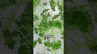 The truth about cilantro benefits [upl. by Coleman]