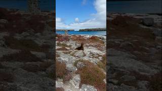 Just chilling galápagos [upl. by Bathsheeb]