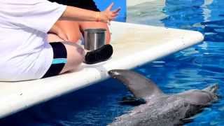 Winter Dolphin Panama Hope and Nicholas at Clearwater Marine Aquarium [upl. by Gettings711]