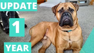 Living With A Bullmastiff 1 Year Old [upl. by Heyes716]